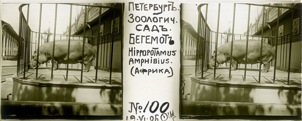 Зоологический сад. Бегемот, 19 июня 1906, г. Санкт-Петербург. Выставка «Архив доктора Живаго. Зоопарки двух столиц» с этой фотографией.
