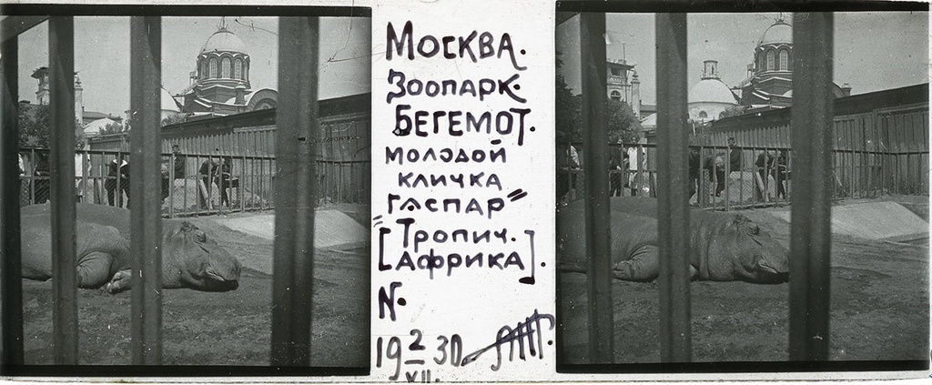 Зоопарк. Бегемот в клетке, 2 июля 1930, г. Москва. Выставка «Архив доктора Живаго. Зоопарки двух столиц» с этой фотографией.