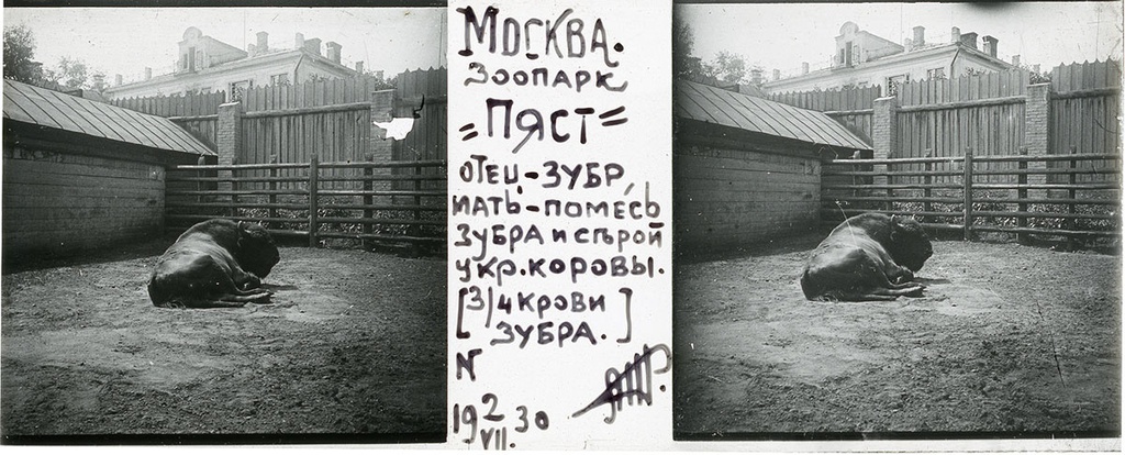 Зоопарк. Зубр, 2 июля 1930, г. Москва. Выставка «Архив доктора Живаго. Зоопарки двух столиц» с этой фотографией.