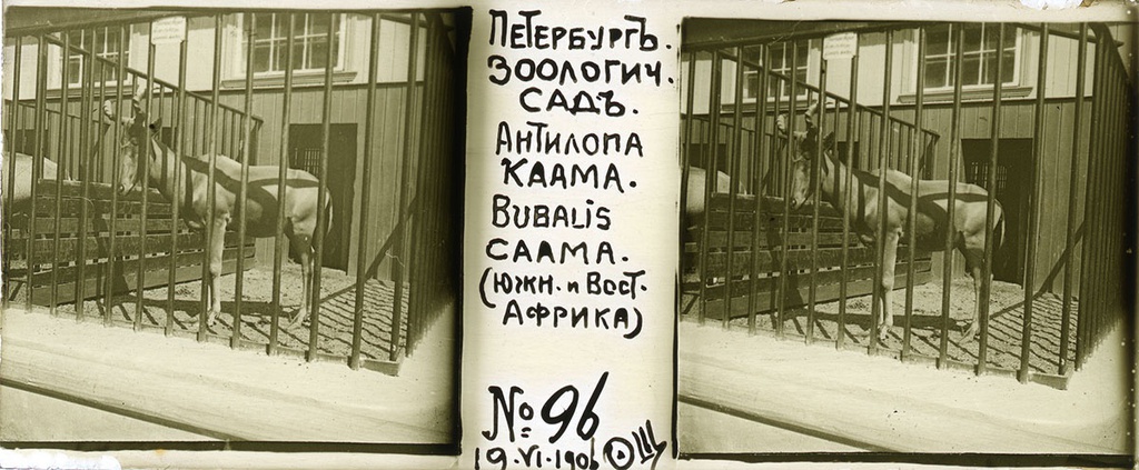 Зоологический сад. Антилопа, 19 июня 1906, г. Санкт-Петербург. Выставка «Архив доктора Живаго. Зоопарки двух столиц» с этой фотографией.