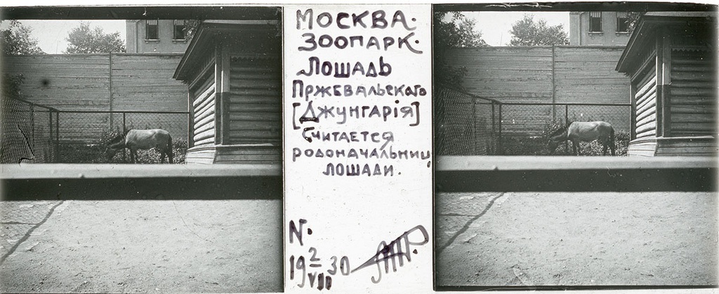Зоопарк. Лошадь Пржевальского, 2 июля 1930, г. Москва. Выставка «Архив доктора Живаго. Зоопарки двух столиц» с этой фотографией.