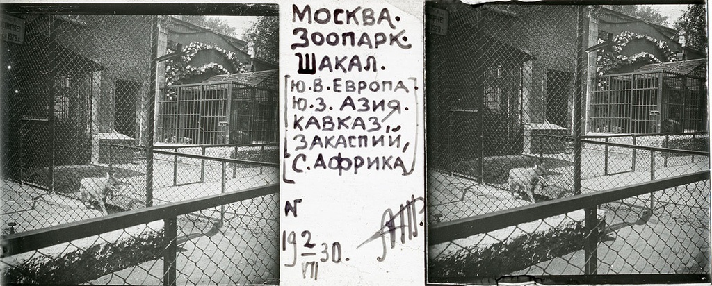 Зоопарк. Клетка с шакалом, 2 июля 1930, г. Москва. Выставка «Архив доктора Живаго. Зоопарки двух столиц» с этой фотографией.