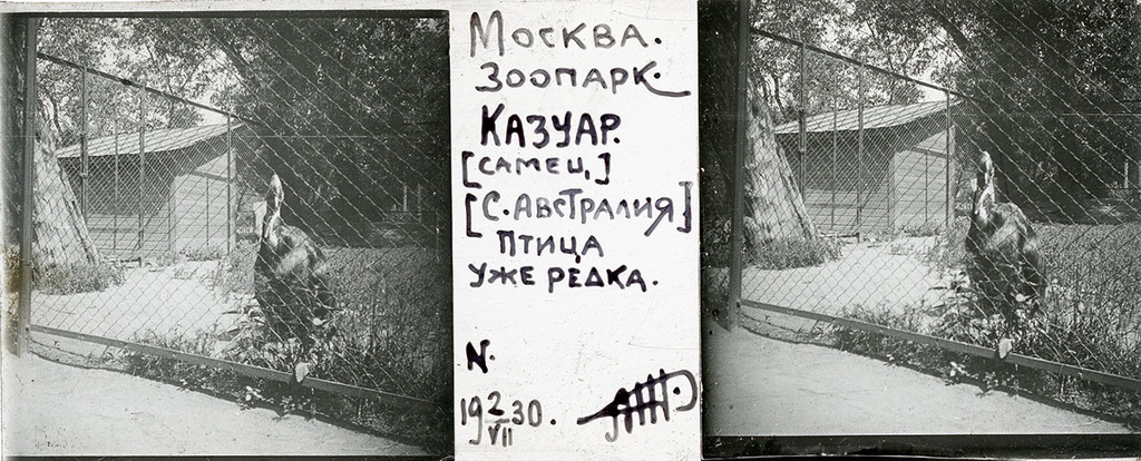 Зоопарк. Казуар, 2 июля 1930, г. Москва. Выставка «Архив доктора Живаго. Зоопарки двух столиц» с этой фотографией.