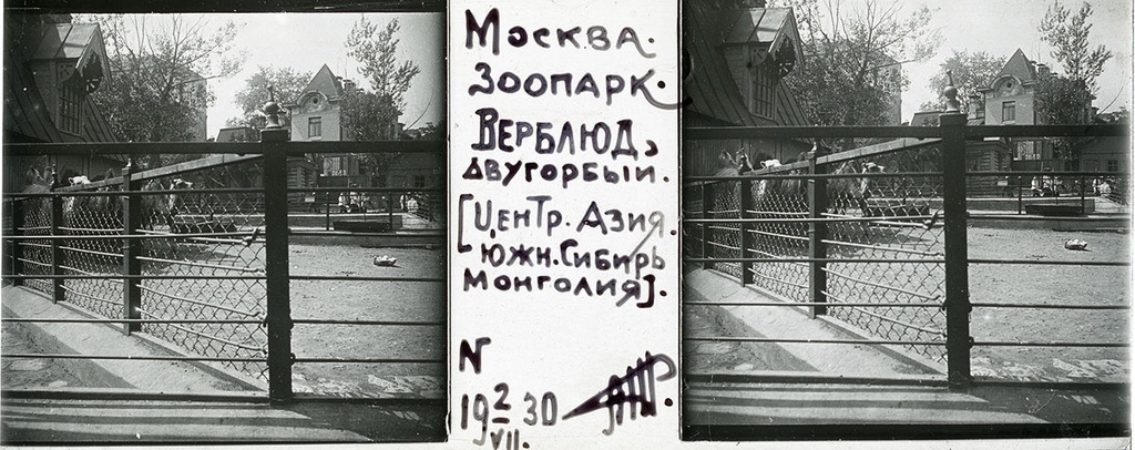 Зоопарк. Верблюды, 2 июля 1930, г. Москва. Выставка «Архив доктора Живаго. Зоопарки двух столиц» с этой фотографией.