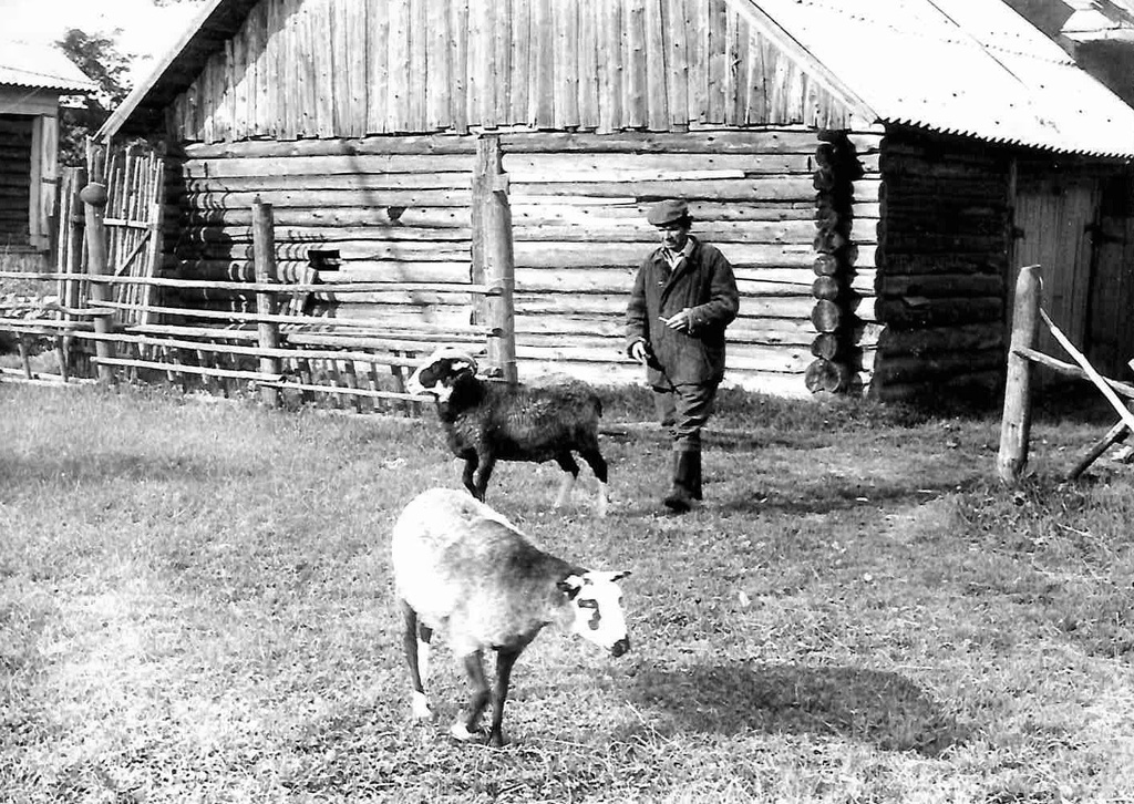 Во дворе на пастбище, 1976 - 1978, Калининская обл., дер. Берниково. Выставка «Немного из жизни одной деревни» с этой фотографией.