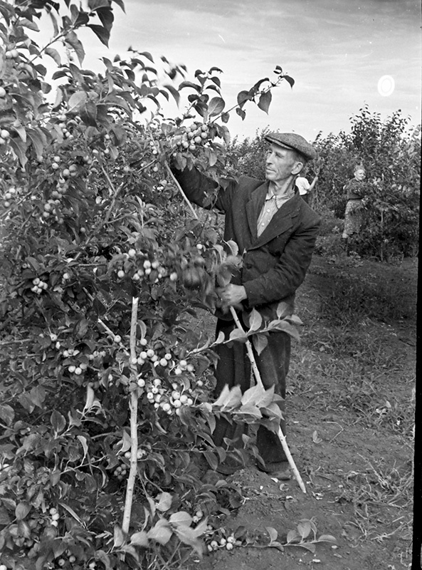 Фото "Яблоневый сад. Садовод А. Ю. Шинт устанавливает подставки под ...