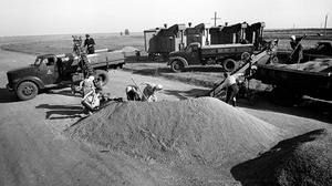 На току, 28 августа 1959, Казахская ССР, Кустанайская обл., совхоз «Краснодонский». Из цикла «На земле целинной».
