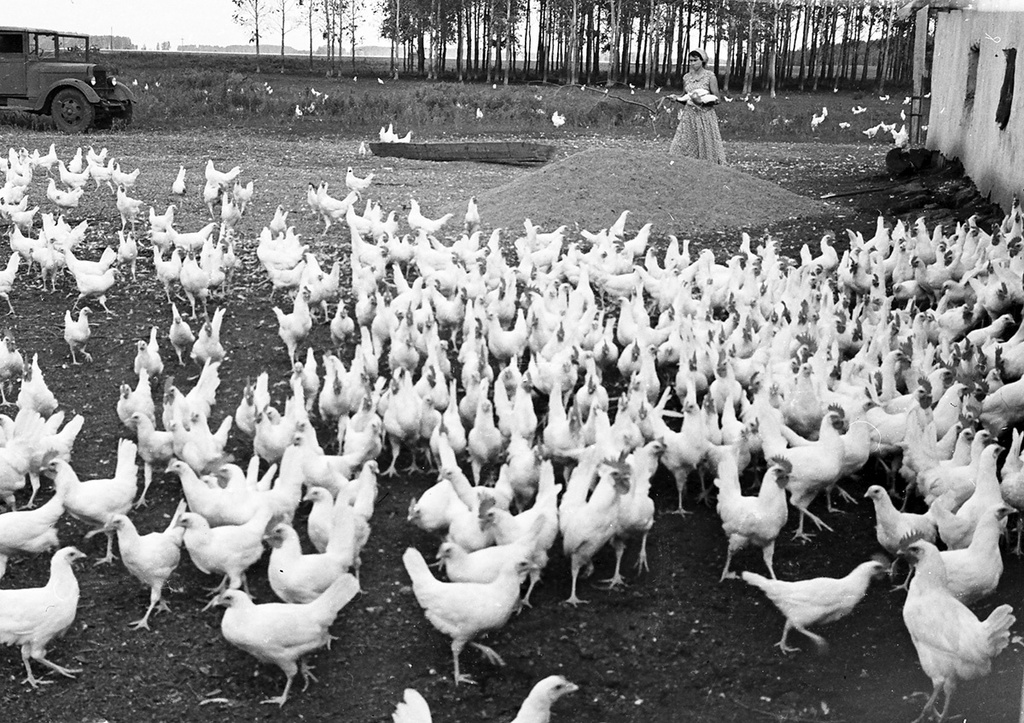 На птицеферме, 4 сентября 1959, Казахская ССР, Кустанайская обл., совхоз «Краснодонский». Из цикла «На земле целинной».