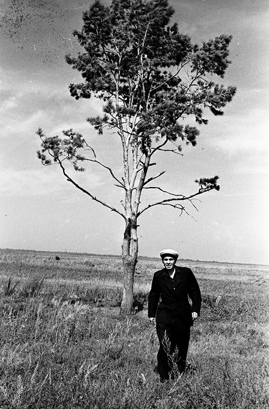 Одинокая сосна, 22 сентября 1956, Омская обл., Русско-Полянский р-н, совхоз Алаботинский. Из цикла «На земле целинной».