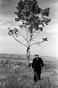 Одинокая сосна, 22 сентября 1956, Омская обл., Русско-Полянский р-н, совхоз Алаботинский. Из цикла «На земле целинной».