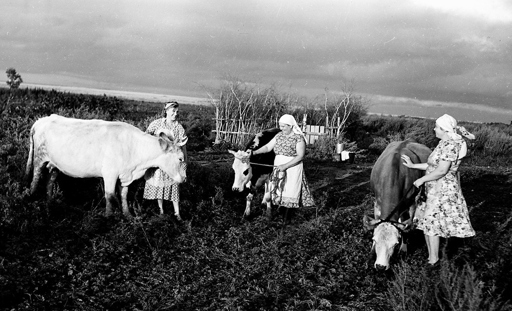 Доярки принимают коров, 4 сентября 1959, Казахская ССР, Кустанайская обл., совхоз «Краснодонский». Из цикла «На земле целинной».