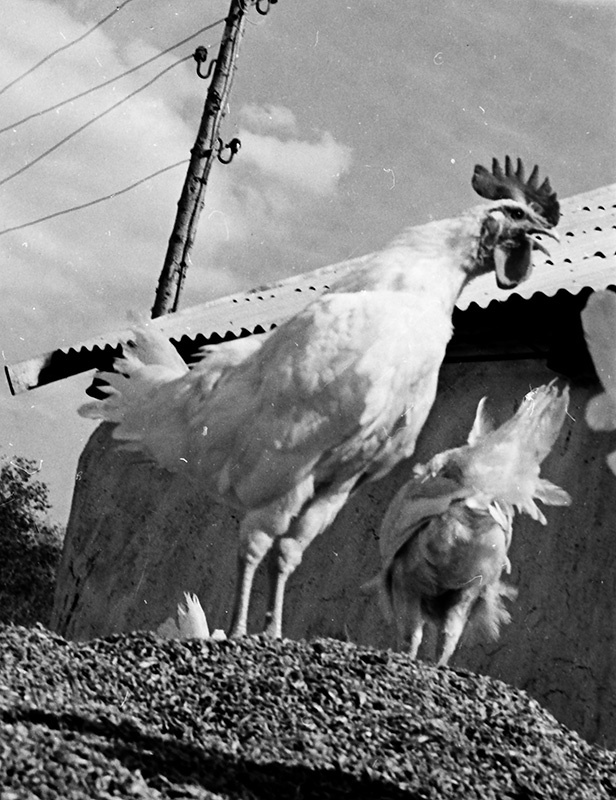 Фото "«С добрым утром». На птицеферме", 4 сентября 1959, Казахская ССР ...