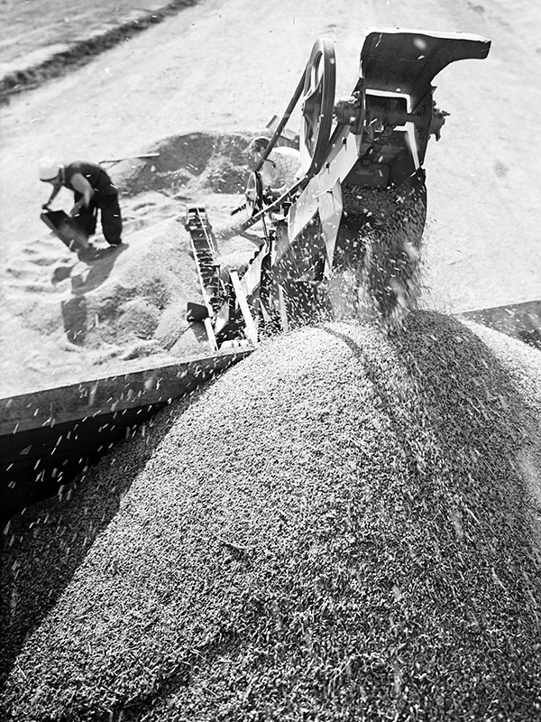 На току. Хлеб пошел, 14 августа 1956, Омская обл., Русско-Полянский р-н, зерносовхоз «Цветочный». Из цикла «На земле целинной».&nbsp;Выставка «Привет, привет! Пока, пока!» с этой фотографией.