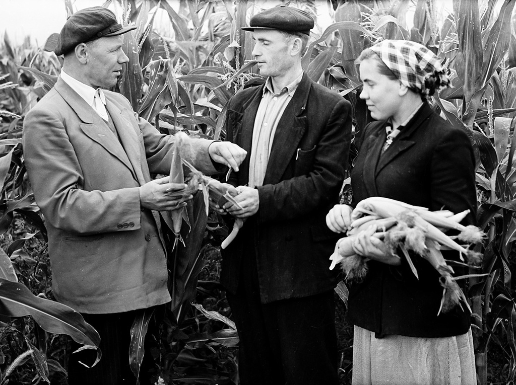 Проверка готовности кукурузы к уборке, 10 сентября 1959, Казахская ССР, Кустанайская обл., совхоз «Краснодонский». Из цикла «На земле целинной».