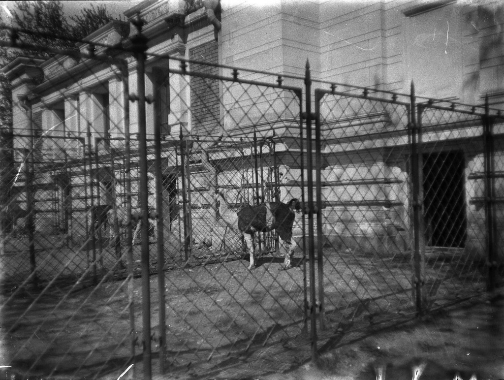 Московский зоологический сад. Дом жирафа, март - август 1898, г. Москва. Выставка «Архив доктора Живаго. Зоопарки двух столиц» с этой фотографией.