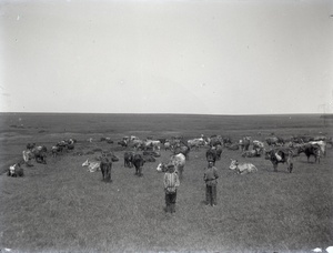 Мальчишки-пастухи со стадом коров, 1890 - 1909