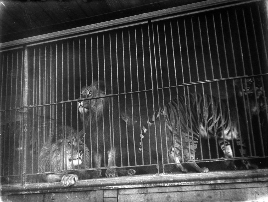 Московский зоологический сад. Львы и тигры, март - август 1898, г. Москва. Выставка «Архив доктора Живаго. Зоопарки двух столиц» с этой фотографией.