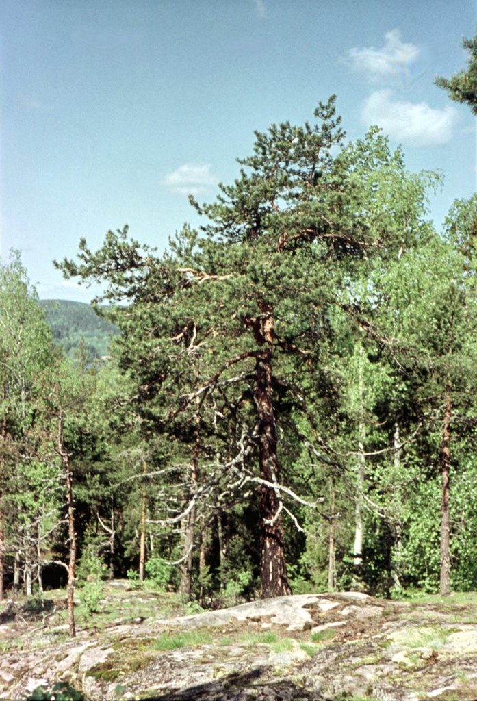 Пихта карельская фото