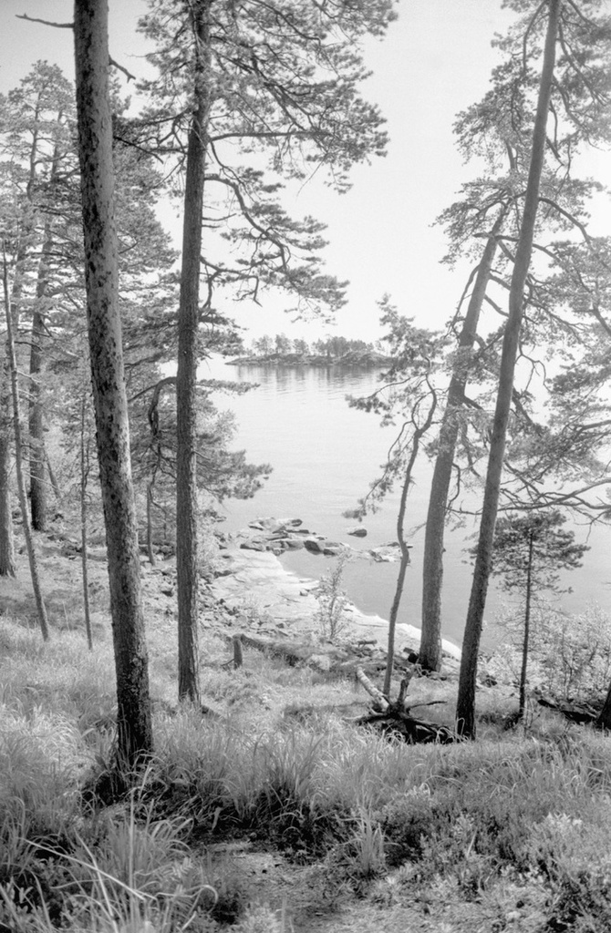 Фото "Сосны на берегу острова Святого", 20 июня 1982, Карельская АССР ...