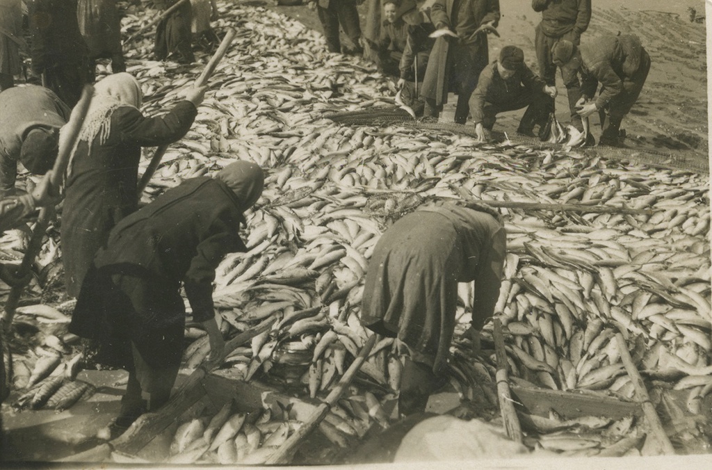 «Сколько рыбы у нас!», апрель 1953, о. Сахалин. Надпись на обороте: «Посмотрите сколько рыбы у нас. На Сахалине. На память Вале от Степана. Апрель 1953 г.».Выставки&nbsp;«Будни 1953 года» и «"Ловись рыбка большая..." Рыболовный бум в СССР» с этой фотографией.