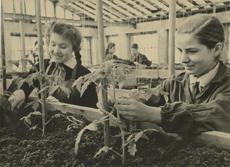 В школьной теплице, 1950 год. Выставка «Советское благополучие Михаила Грачева» с этой фотографией.