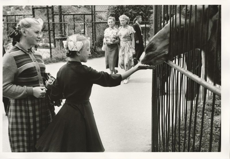 Московский зоопарк, 1957 год, г. Москва. Выставка «Москва и москвичи» с этой фотографией.