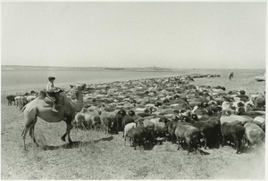 Целина. Чабан на верблюде и отара, август 1952, Казахская ССР. Выставка «Союз нерушимый республик свободных: 15 республик СССР и их 15 столиц» с этой фотографией.