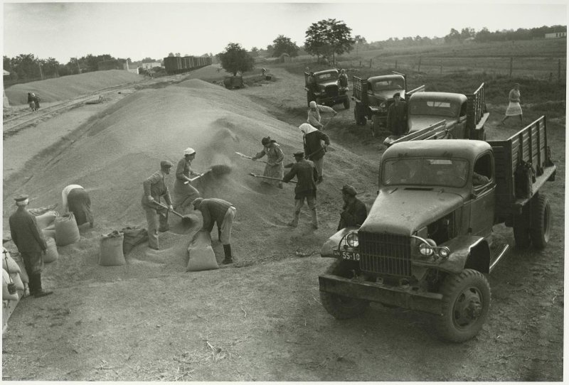 Фасовка урожая в мешки, 1952 год, Кубань