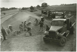 Фасовка урожая в мешки, 1952 год, Кубань