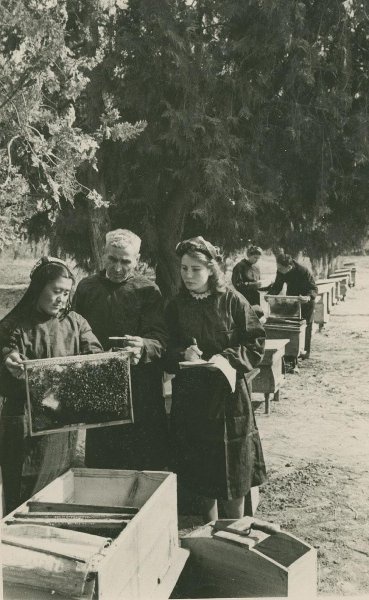 Без названия, 1947 - 1953. Выставка «Пчелы и ульи» с этой фотографией.&nbsp;