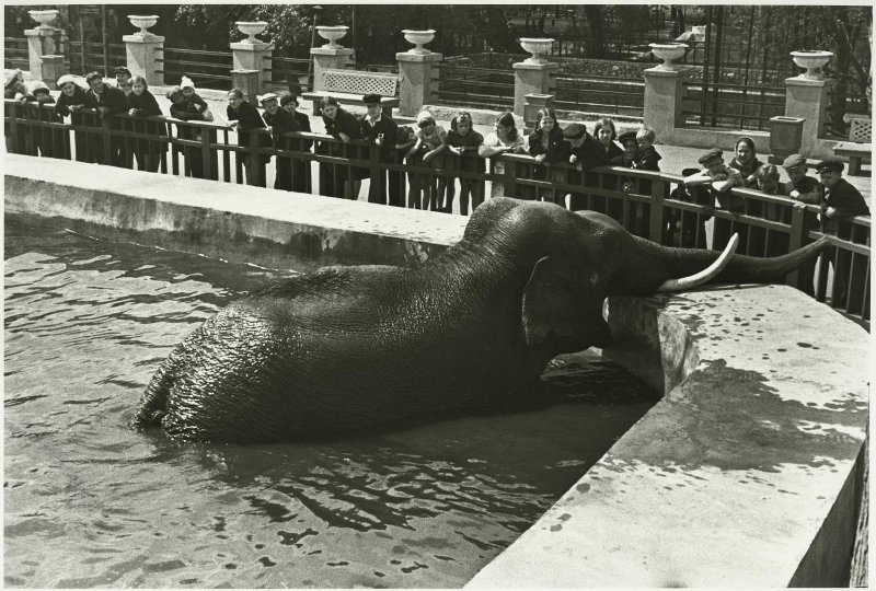 В Московском зоопарке на Красной Пресне. Купание слона, 1956 год, г. Москва. Видео «Московский зоопарк» с этой фотографией.
