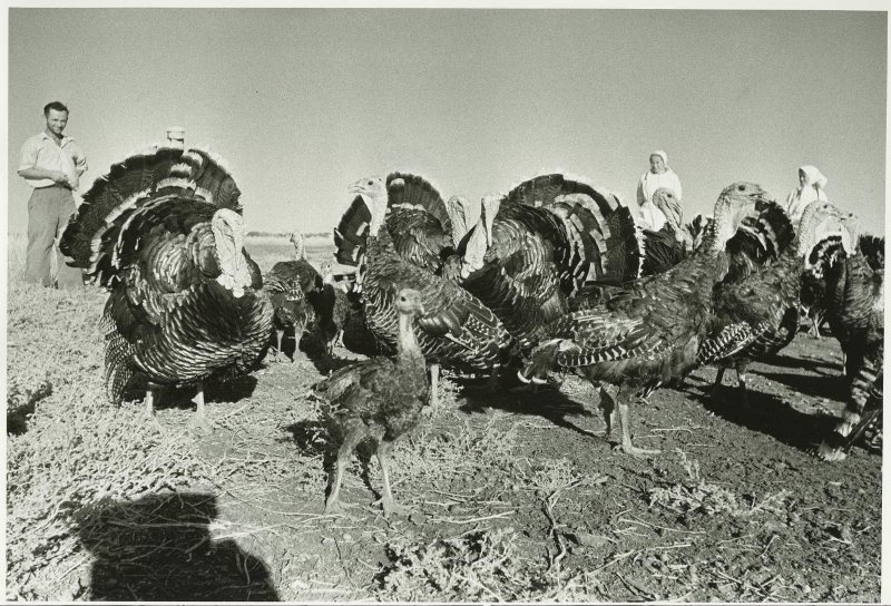 Целина. Индюки, август 1952, Казахская ССР. Выставка «Птицы» с этой фотографией.&nbsp;