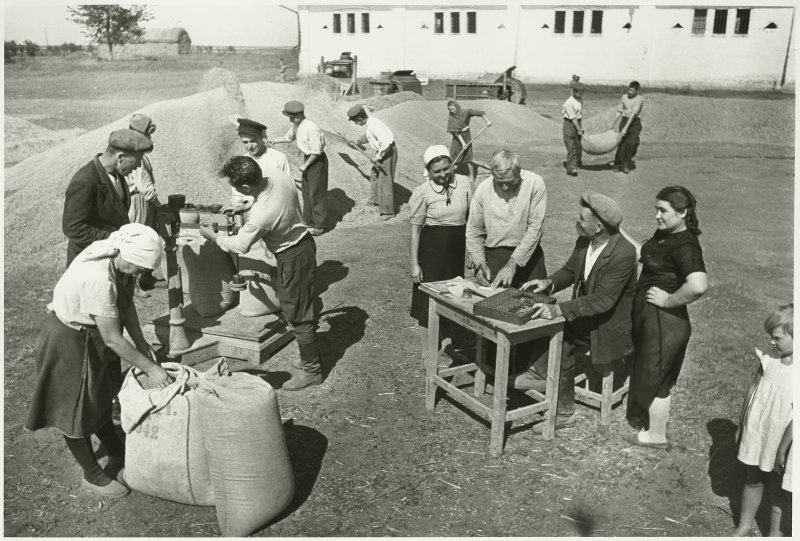 Контрольное взвешивание. Учет зерна для расплаты за трудодни, 1952 год, Кубань