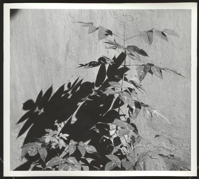Куст, 1980 год. Выставка&nbsp;«Фотография как…» с этой фотографией.