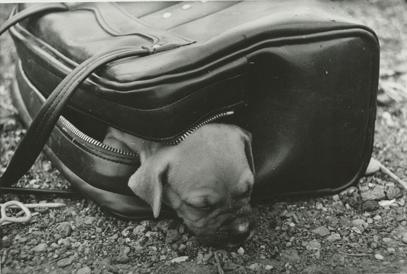 Собачий рынок на Левом берегу, май 1977, Кемеровская обл., г. Новокузнецк. Выставка «"Каждой собаке – породистого хозяина!"» c этой фотографией.