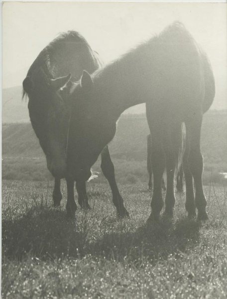 «А если это любовь?», 1986 год. Выставка «20 лучших фотографий Эдуарда Пенсона» с этой фотографией.