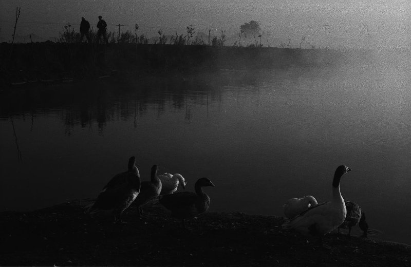 Сельский пруд утром, 21 сентября 1979, Кемеровская обл., Мариинский р-н, с. Белогородка