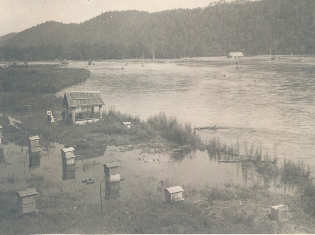 Пасека залитая водой, 1949 год, Приморский край. Выставка «Пчелы и ульи» с этой фотографией.&nbsp;