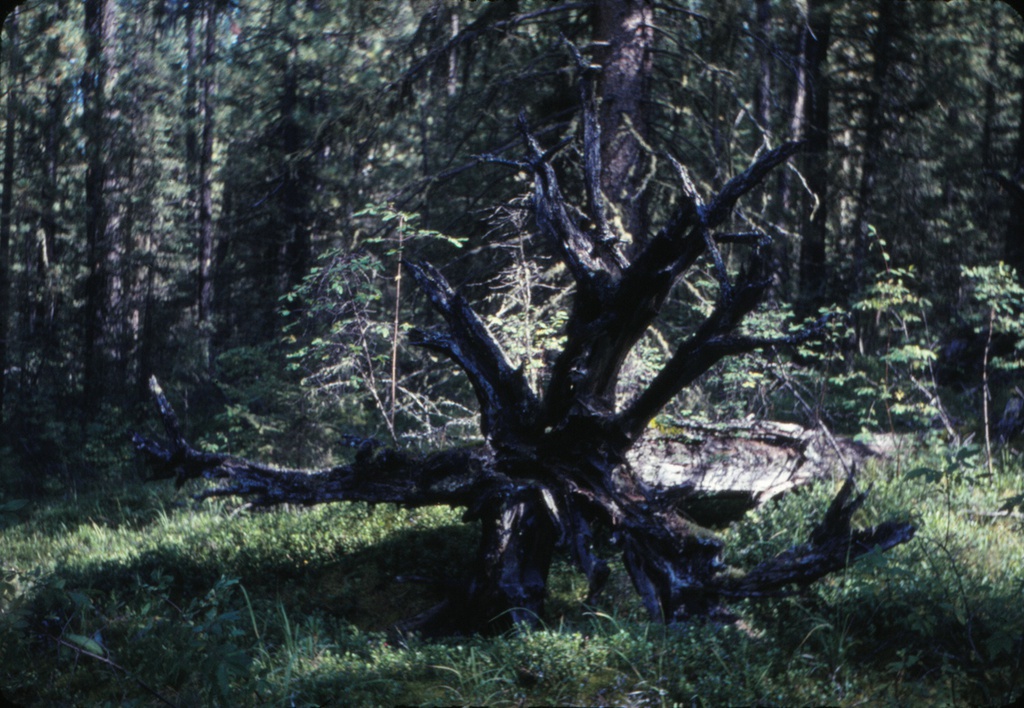 «Сказки леса», 1971 год, Горно-Алтайская АО. Из серии «Шавло».Выставка «Лес» с этой фотографией.