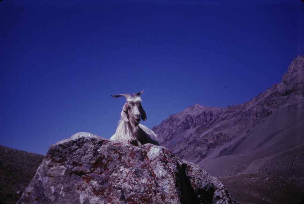 На скалах Фан, 1970 год. Из серии «Фаны».Выставка «В горах» с этой фотографией.