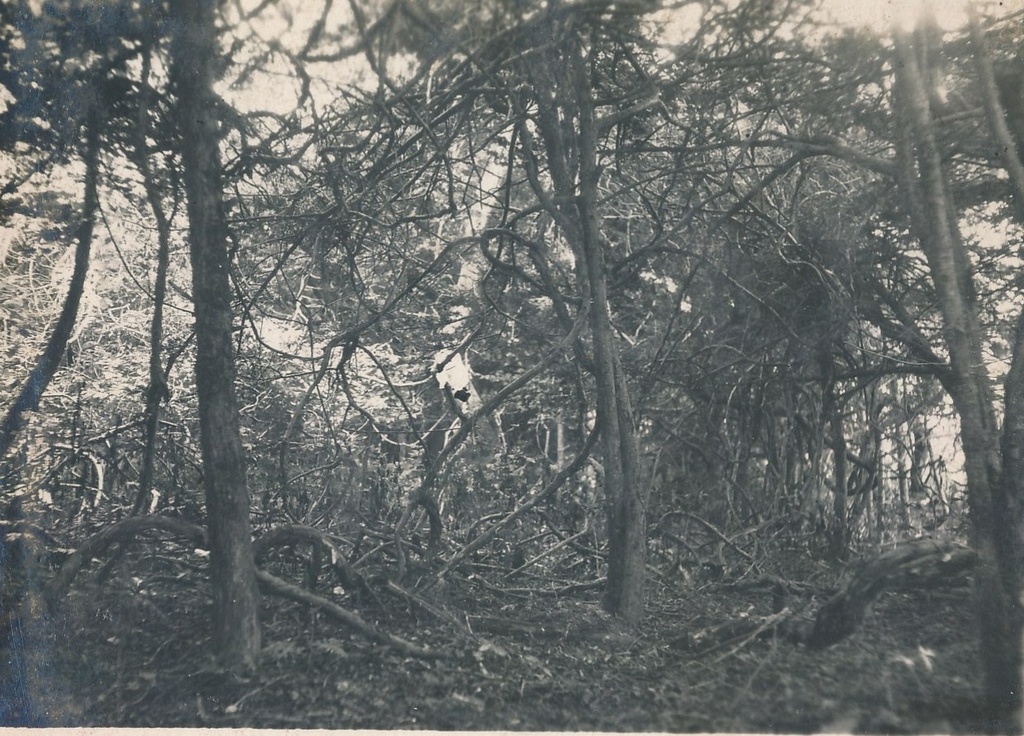 Роща тиса, обвитая лианами - кишмишем (Actinidia arguta), 1933 - 1934, Приморский край, о. Петрова. Фотография из альбома Сихотэ-Алинской энтомолого-геоботанической экспедиции. Участники экспедиции А. И. Куренцов, Б. П. Колесников и Ю. А. Салмин.&nbsp;