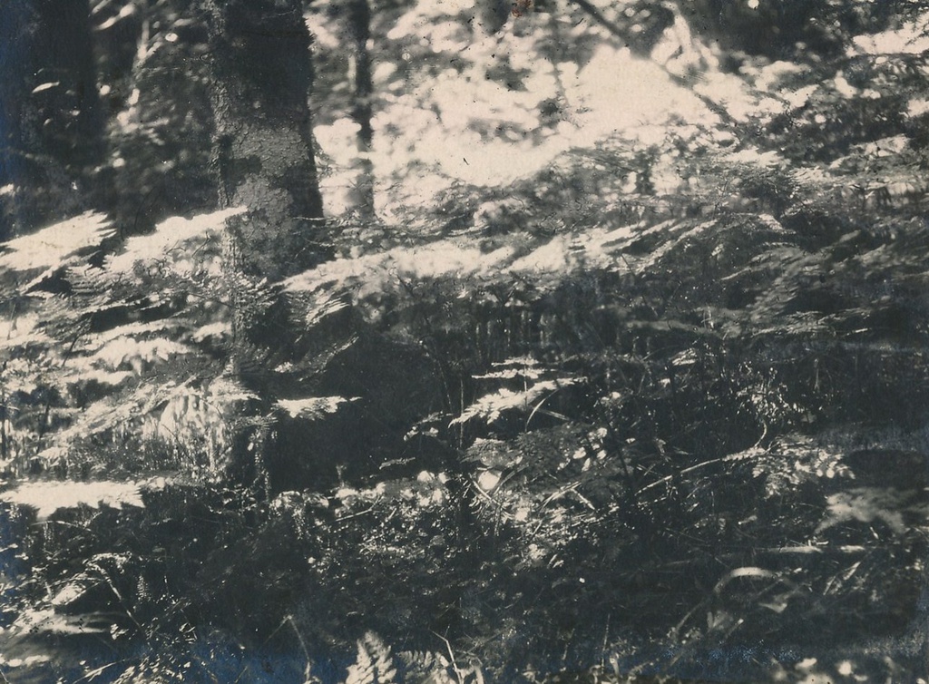 Покров из Dryopteris amurensis в долинном ельнике, 1933 - 1934, Приморский край. Фотография из альбома Сихотэ-Алинской энтомолого-геоботанической экспедиции. Участники экспедиции А. И. Куренцов, Б. П. Колесников и Ю. А. Салмин.&nbsp;