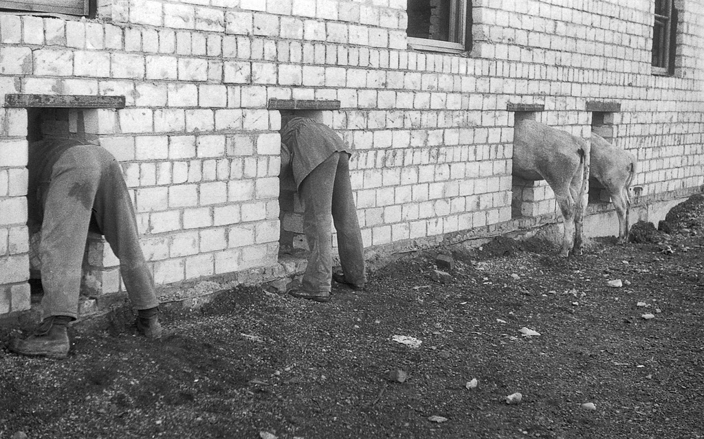 Строительство коровника, 28 мая 1984 - 13 августа 1984, Красноярский край, Хакасская АО, Усть-Абаканский р-н. Студенческий строительный отряд «Алгоритм» Московского института электронного машиностроения (ныне – Московский институт электроники и математики имени А. Н. Тихонова) в Хакасии.Выставка «Из Хакасии» с этой фотографией.
