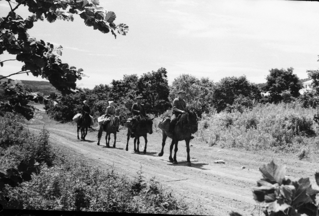 В полевые вьючной лошадью, 1960-е, Приморский край. Выставка «Сихотэ-Алинскому заповеднику – 85 лет» с этой фотографией.