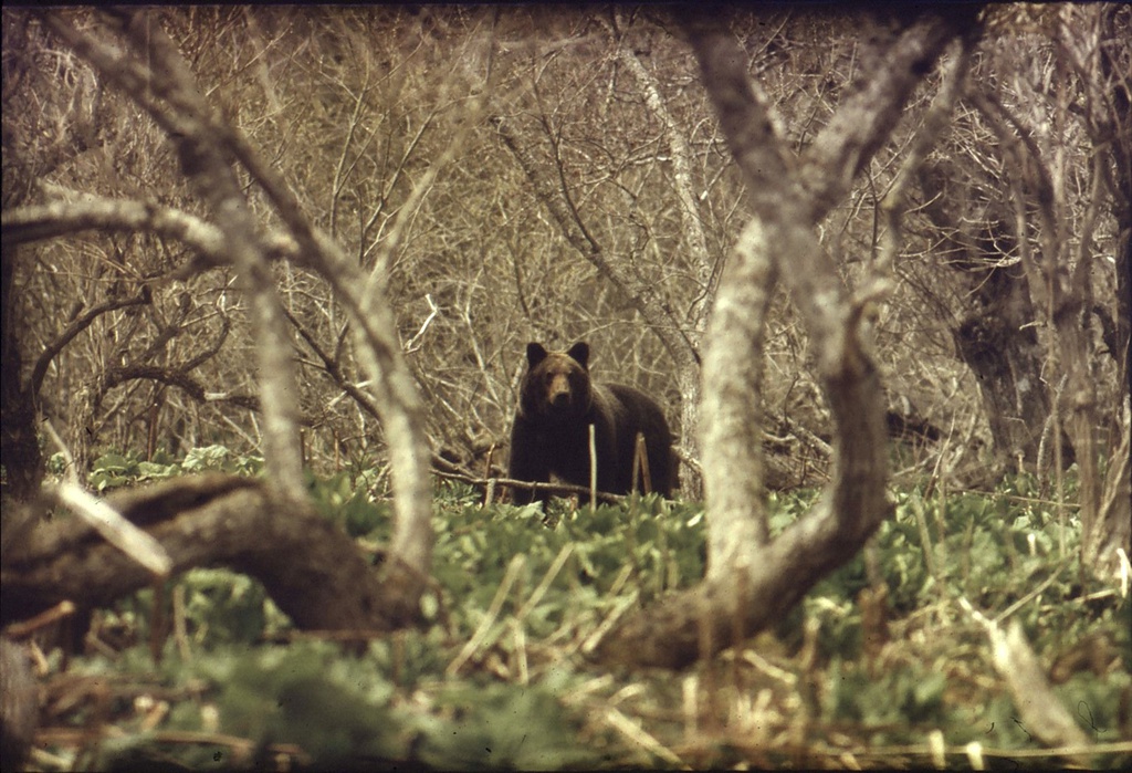 Бурый медведь, 1990 год, Приморский край. Выставки&nbsp;«Национальные парки и заповедники России» и «Дикие животные России» с этой фотографией.