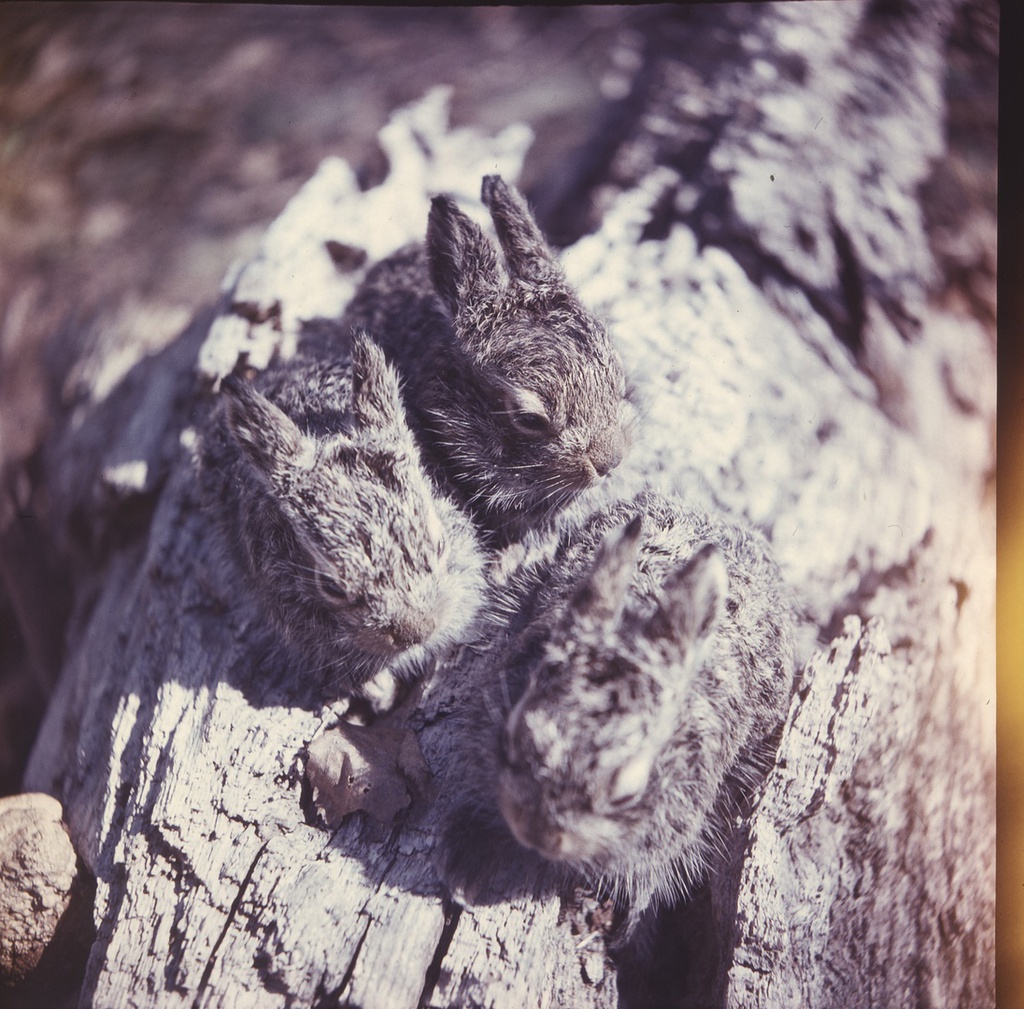 Маньчжурские зайцы, 1985 год, Приморский край. Выставки&nbsp;«Национальные парки и заповедники России» и «Дикие животные России» с этой фотографией.