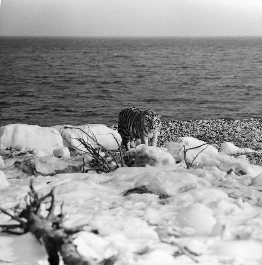 Амурский тигр на побережье Японского моря, 1985 - 1990, Приморский край. Выставки:&nbsp;«Национальные парки и заповедники России»,&nbsp;«Сихотэ-Алинскому заповеднику – 85 лет» с этой фотографией.