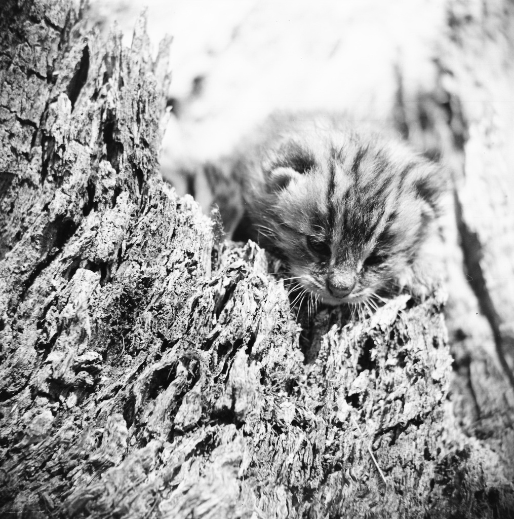 Амурский лесной кот, 1970 - 1980, Приморский край. Выставка «Национальные парки и заповедники России» с этой фотографией.&nbsp;