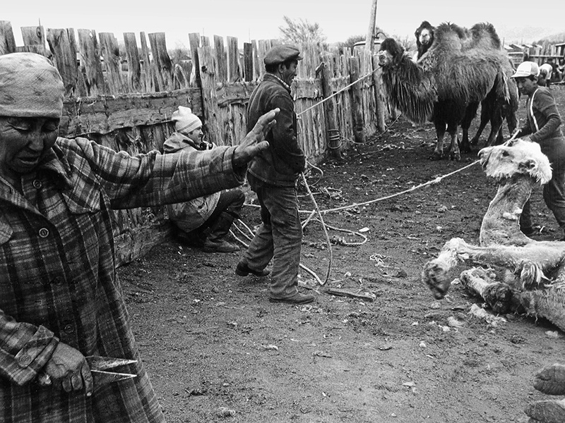 Стрижка верблюдов, 26 апреля 1988 - 12 мая 1988, Тувинская АССР, окрестности Ак-Довурака