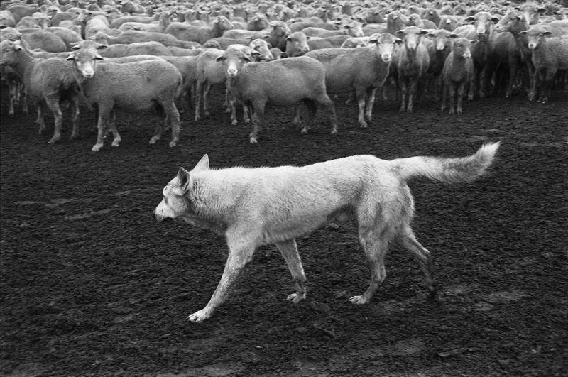 «Пастух», 1980 год